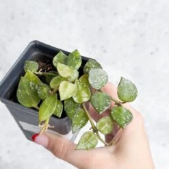 Hoya Curtisii - Tiny-Leaf Waxflower -Eds Plant Shop hoya curtisii tiny leaf waxflower various sizes 195255