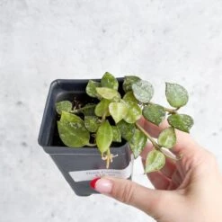 Hoya Curtisii - Tiny-Leaf Waxflower -Eds Plant Shop hoya curtisii tiny leaf waxflower various sizes 244084