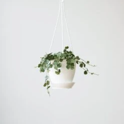 Hoya Curtisii - Tiny-Leaf Waxflower -Eds Plant Shop hoya curtisii tiny leaf waxflower various sizes 270401