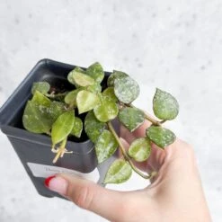 Hoya Curtisii - Tiny-Leaf Waxflower -Eds Plant Shop hoya curtisii tiny leaf waxflower various sizes 304670