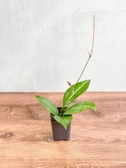 Hoya Fungii X Pubicalyx - Fungii Wax Plant -Eds Plant Shop hoya fungii x pubicalyx fungii wax plant 4 inch 280045