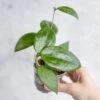 Hoya Hanhai - Pink Hanhai Hoya - 3 Inch -Eds Plant Shop hoya hanhai pink hanhai hoya 3 inch 759921