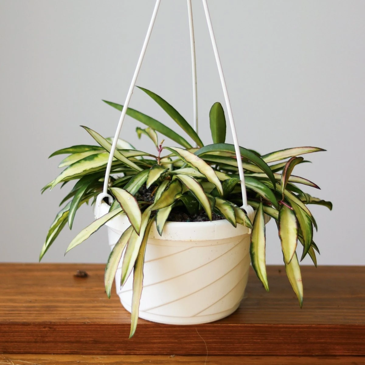 Hoya Kentiana Variegata - Hanging Basket 6 Hoya Kentiana Variegata - Hanging Basket - Image 4