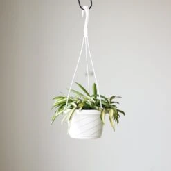 Hoya Kentiana Variegata - Hanging Basket 8 Hoya Kentiana Variegata - Hanging Basket -Eds Plant Shop hoya kentiana variegata hanging basket 428329