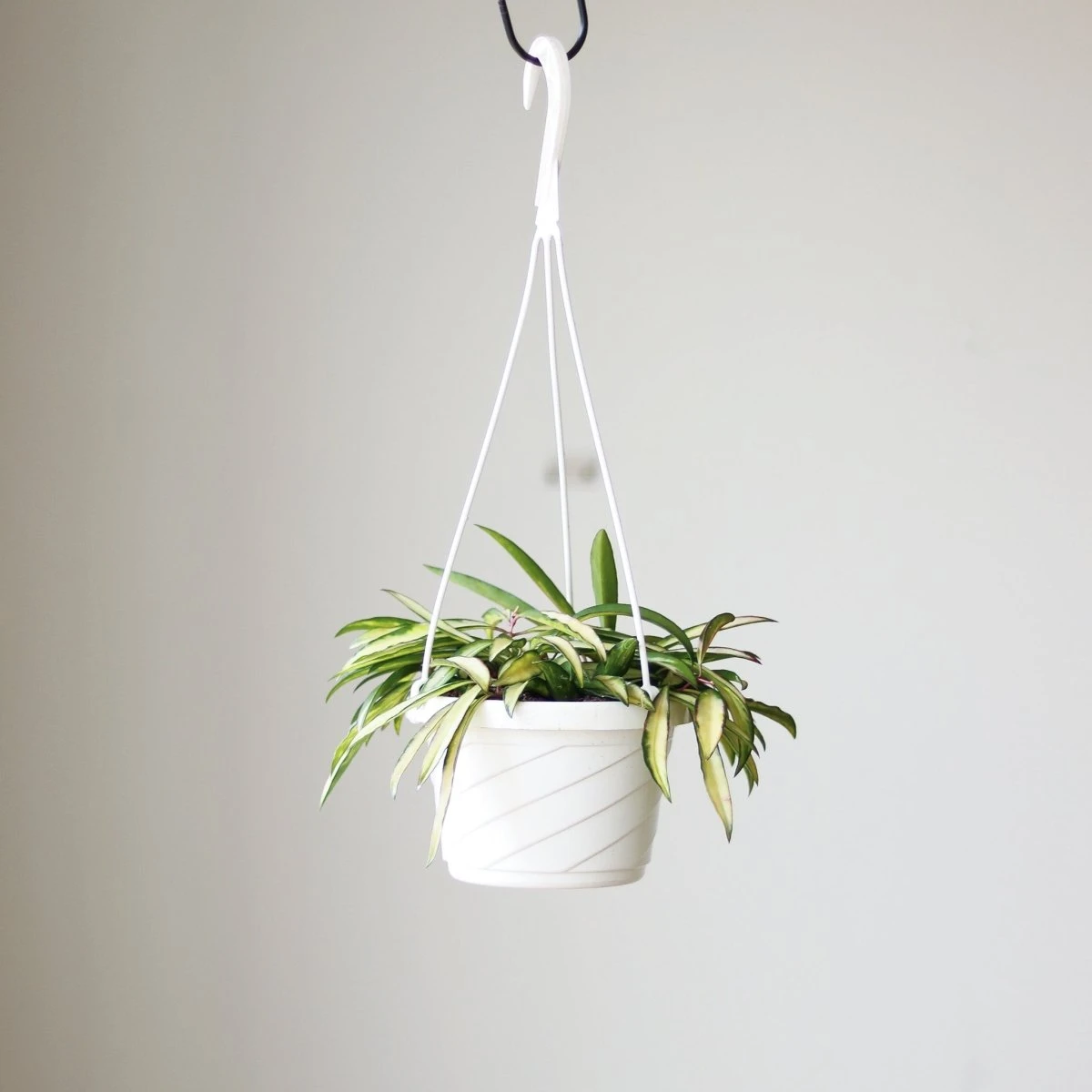 Hoya Kentiana Variegata - Hanging Basket 5 Hoya Kentiana Variegata - Hanging Basket - Image 3