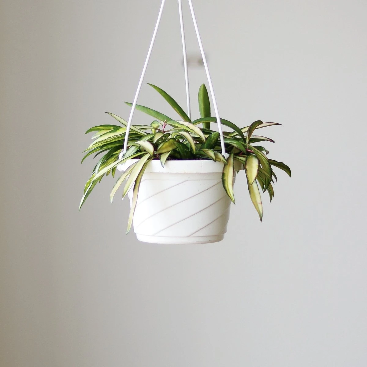 Hoya Kentiana Variegata - Hanging Basket 4 Hoya Kentiana Variegata - Hanging Basket - Image 2