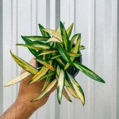 Hoya Kentiana ‘Variegata’ – Rare Variegated Wax Plant