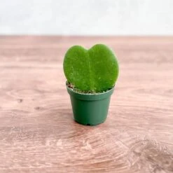 Hoya Kerrii 'Hoya Heart' Sweetheart Plant - 2.5 Inch