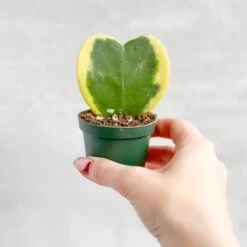 Hoya Kerrii Varigated 'Hoya Heart' Sweetheart Plants -Eds Plant Shop hoya kerrii varigated hoya heart sweetheart plant 738651