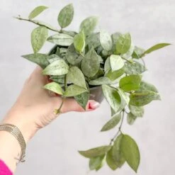 Hoya Krohniana 'Super Silver' -Eds Plant Shop hoya krohniana silver silver hoya 45 inch 110190