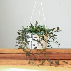 Hoya Lacunosa ‘Royal Flush’ -Eds Plant Shop hoya lacunosa royal flush 111759