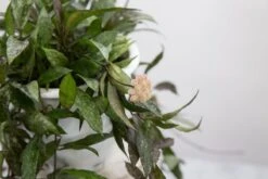 Hoya Lacunosa ‘Royal Flush’ -Eds Plant Shop hoya lacunosa royal flush 140585