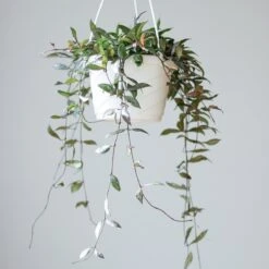 Hoya Lacunosa ‘Royal Flush’ -Eds Plant Shop hoya lacunosa royal flush 538273