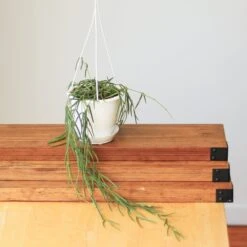 Hoya Linearis - Wax Vine -Eds Plant Shop hoya linearis wax vine 203123