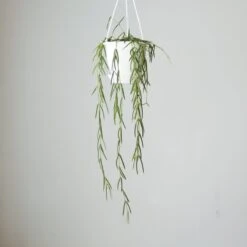 Hoya Linearis - Wax Vine