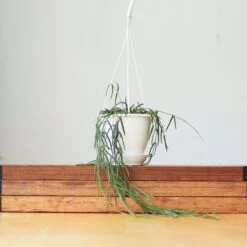 Hoya Linearis - Wax Vine -Eds Plant Shop hoya linearis wax vine 971978