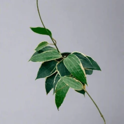 Hoya Macrophylla 'Variegata'