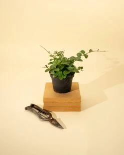 Hoya 'Mathilde' - Miniature Wax Plant -Eds Plant Shop hoya mathilde miniature wax plant 276675