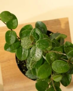 Hoya 'Mathilde' - Miniature Wax Plant -Eds Plant Shop hoya mathilde miniature wax plant 992386