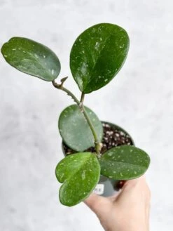 Hoya Obovata ‘Splash’ - Splash Variegated Hoya - 4 Inch -Eds Plant Shop hoya obovata splash splash variegated hoya 4 inch 752019