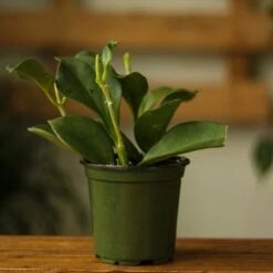 Hoya Pachyclada 8 Hoya Pachyclada -Eds Plant Shop hoya pachyclada 252666