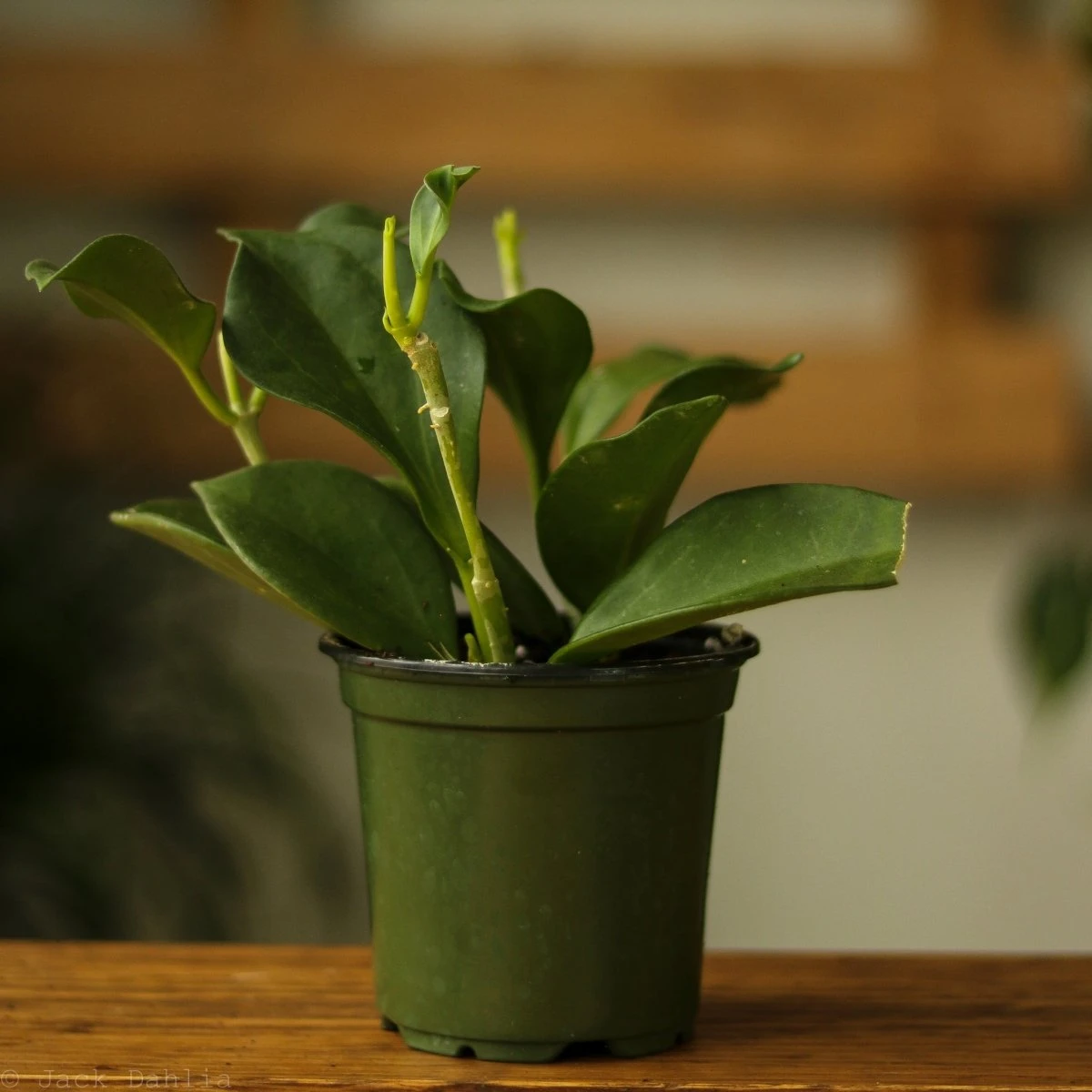 Hoya Pachyclada 5 Hoya Pachyclada - Image 3