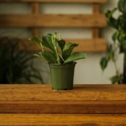 Hoya Pachyclada 9 Hoya Pachyclada -Eds Plant Shop hoya pachyclada 286070