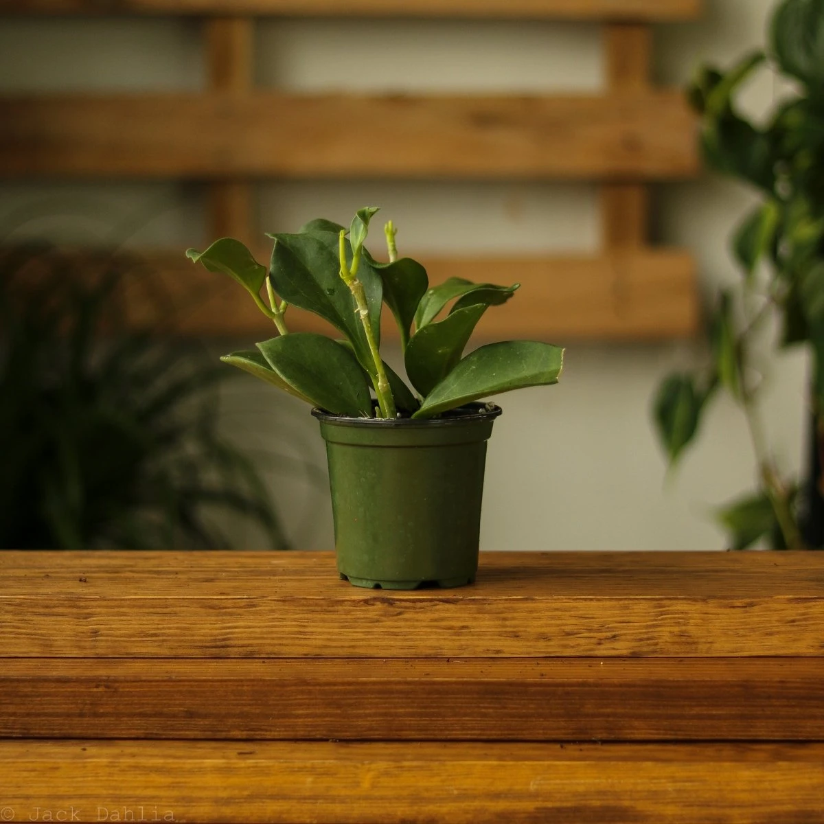 Hoya Pachyclada 6 Hoya Pachyclada - Image 4