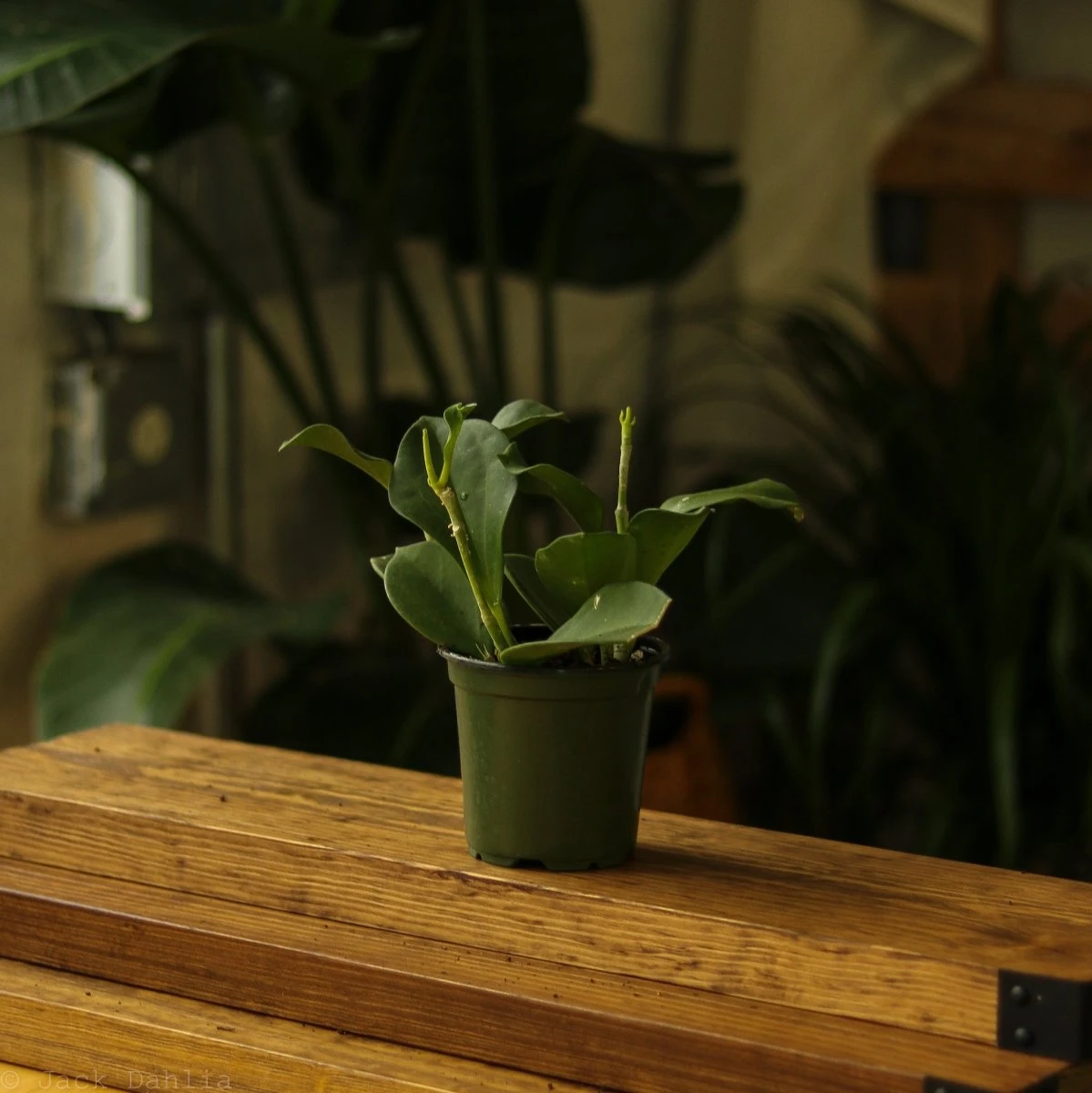 Hoya Pachyclada 4 Hoya Pachyclada - Image 2