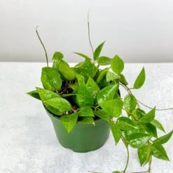 Hoya Parasitica 'Black Margin' - Black Margin Hoya