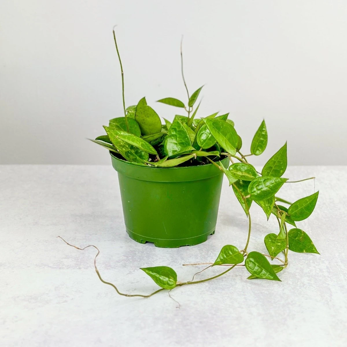 Hoya Parasitica 'Black Margin' - Black Margin Hoya 4 Hoya Parasitica 'Black Margin' - Black Margin Hoya - Image 2