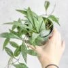 Hoya Parviflora ‘Dappled Wax Plant’ – Rare Speckled Hoya With Trailing Vines -Eds Plant Shop hoya parviflora dappled wax plant various sizes 858644