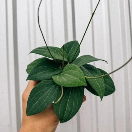 Hoya 'Pottsi' - Pottsi Unique Hoya Plant 4 Hoya 'Pottsi' - Pottsi Unique Hoya Plant - Image 2