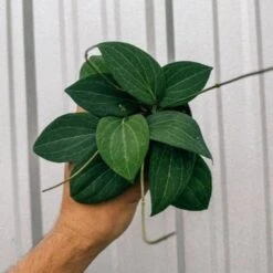 Hoya 'Pottsi' - Pottsi Unique Hoya Plant