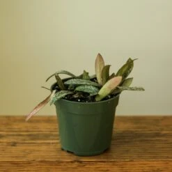 Hoya Sigillatis – Rare Silver-Speckled Hoya -Eds Plant Shop hoya sigillatis 892719