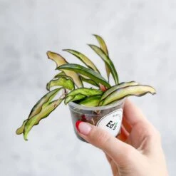 Hoya Wayetii Tricolor Variegated -Eds Plant Shop hoya wayetii tricolor variegated various sizes 162231