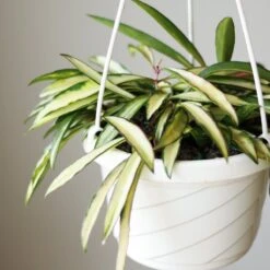 Hoya Wayetii Tricolor Variegated -Eds Plant Shop hoya wayetii tricolor variegated various sizes 399333