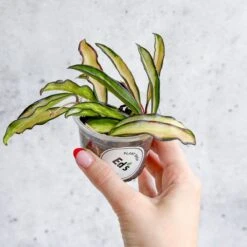 Hoya Wayetii Tricolor Variegated -Eds Plant Shop hoya wayetii tricolor variegated various sizes 810883