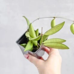 Hoya Wayetti - Waytti Hoya -Eds Plant Shop hoya wayetti waytti hoya 282547