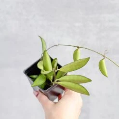 Hoya Wayetti - Waytti Hoya -Eds Plant Shop hoya wayetti waytti hoya 301317