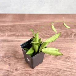 Hoya Wayetti - Waytti Hoya -Eds Plant Shop hoya wayetti waytti hoya 505687
