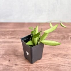Hoya Wayetti - Waytti Hoya -Eds Plant Shop hoya wayetti waytti hoya 900346