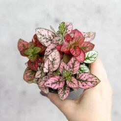 Hypoestes Phyllostachya 'Polka Dot Plant' -Eds Plant Shop hypoestes phyllostachya polka dot plant 4 inch 259522