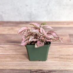 Hypoestes Phyllostachya 'Polka Dot Plant' -Eds Plant Shop hypoestes phyllostachya polka dot plant 4 inch 458664