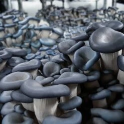 Integrated Dual T8 2FT LED Mushroom Grow Light (40W Eqv.) – Blue Sun Spectrum -Eds Plant Shop integrated dual t8 2ft led mushroom grow light 40w eqv blue sun spectrum 614166