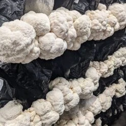 Integrated Dual T8 2FT LED Mushroom Grow Light (40W Eqv.) – Blue Sun Spectrum -Eds Plant Shop integrated dual t8 2ft led mushroom grow light 40w eqv blue sun spectrum 629512