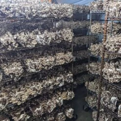 Integrated Dual T8 2FT LED Mushroom Grow Light (40W Eqv.) – Blue Sun Spectrum -Eds Plant Shop integrated dual t8 2ft led mushroom grow light 40w eqv blue sun spectrum 959543