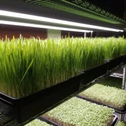 Integrated Strip 4' LED Grow Light – T5 Sun White Spectrum -Eds Plant Shop integrated strip 4 led grow light t5 sun white spectrum 303871