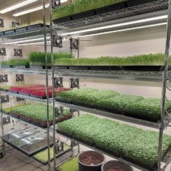 Integrated Strip 4' LED Grow Light – T5 Sun White Spectrum -Eds Plant Shop integrated strip 4 led grow light t5 sun white spectrum 759626