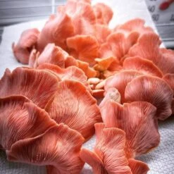 Integrated Strip T5 4FT LED Mushroom Grow Light (54W Eqv.) – Blue Sun Spectrum -Eds Plant Shop integrated strip t5 4ft led mushroom grow light 54w eqv blue sun spectrum 782089